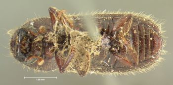 Media type: image;   Entomology 8289 Aspect: habitus ventral view